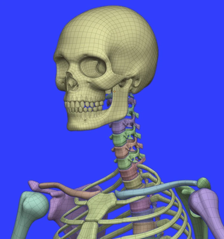 Human Base Meshes v1.4.0 Skeleton